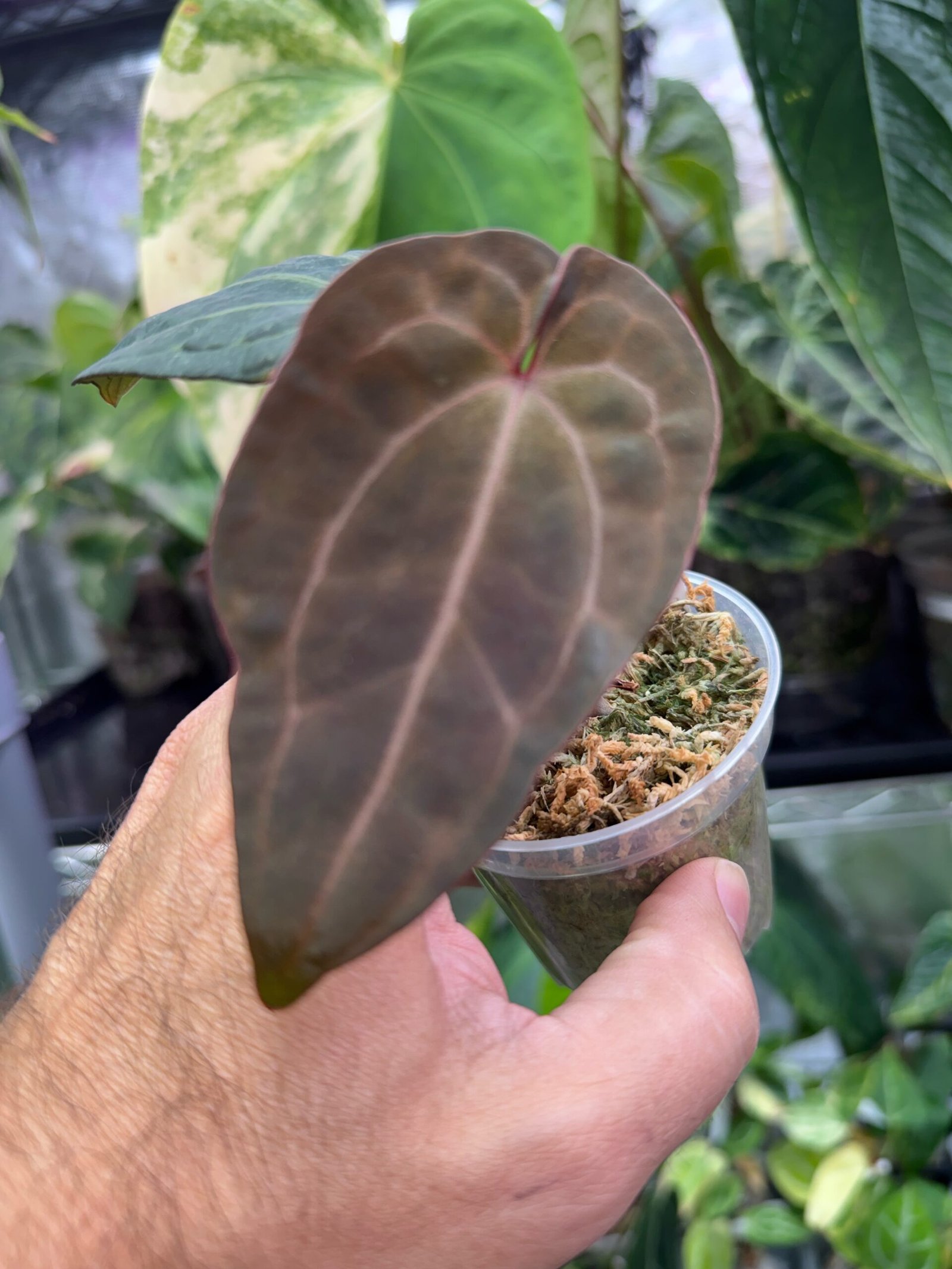 Anthurium (Zara x Michelle) x Red Vein Dark Phoenix (RVDP)